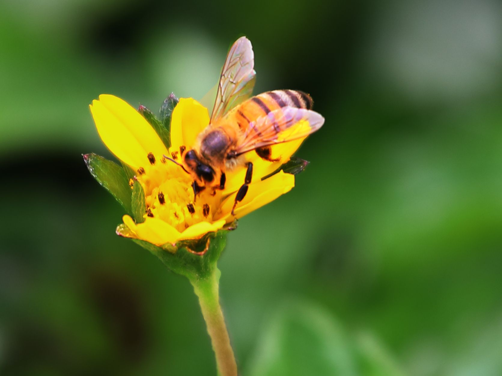 022L2524  abeja prado 1